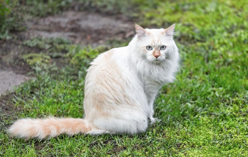 Image of Bartholomew, Lost Cat