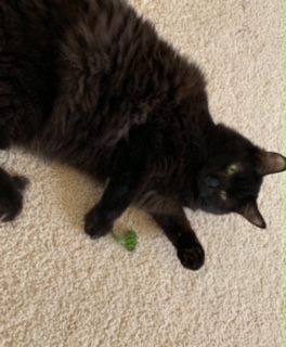 Image of Anise, Lost Cat