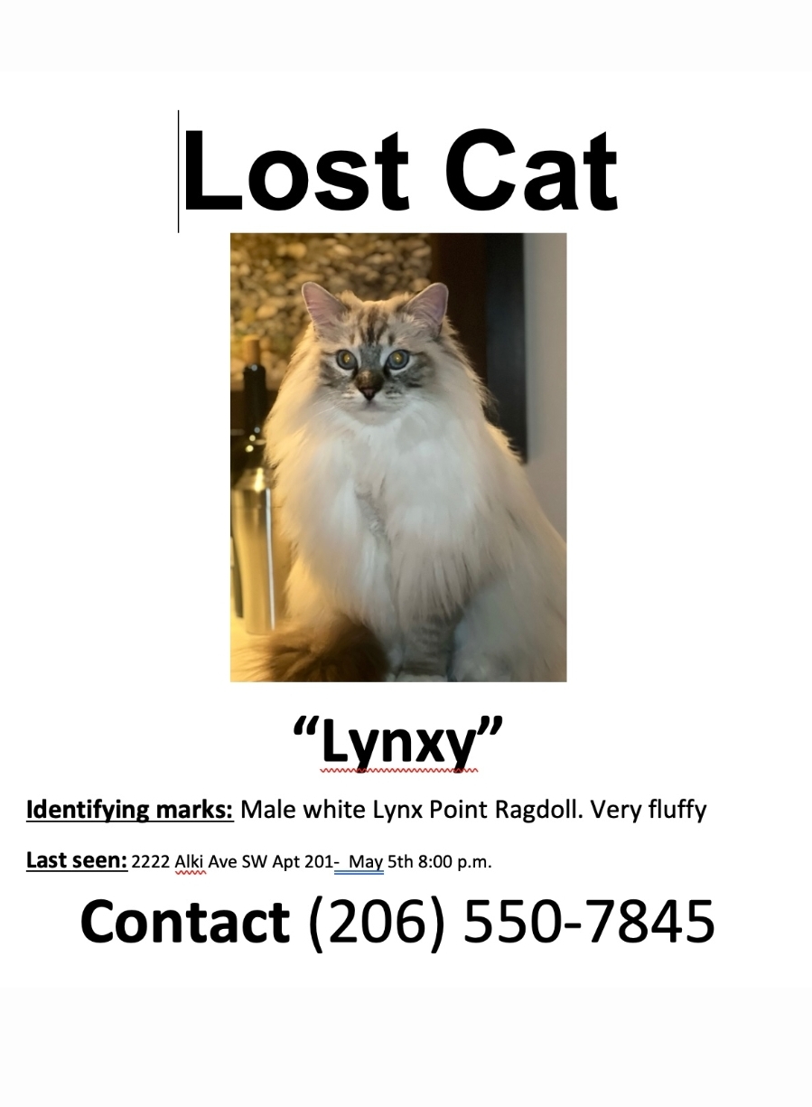 Image of Lynxy, Lost Cat