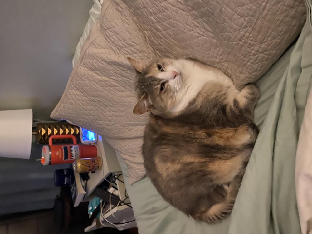 Image of Peach, Lost Cat