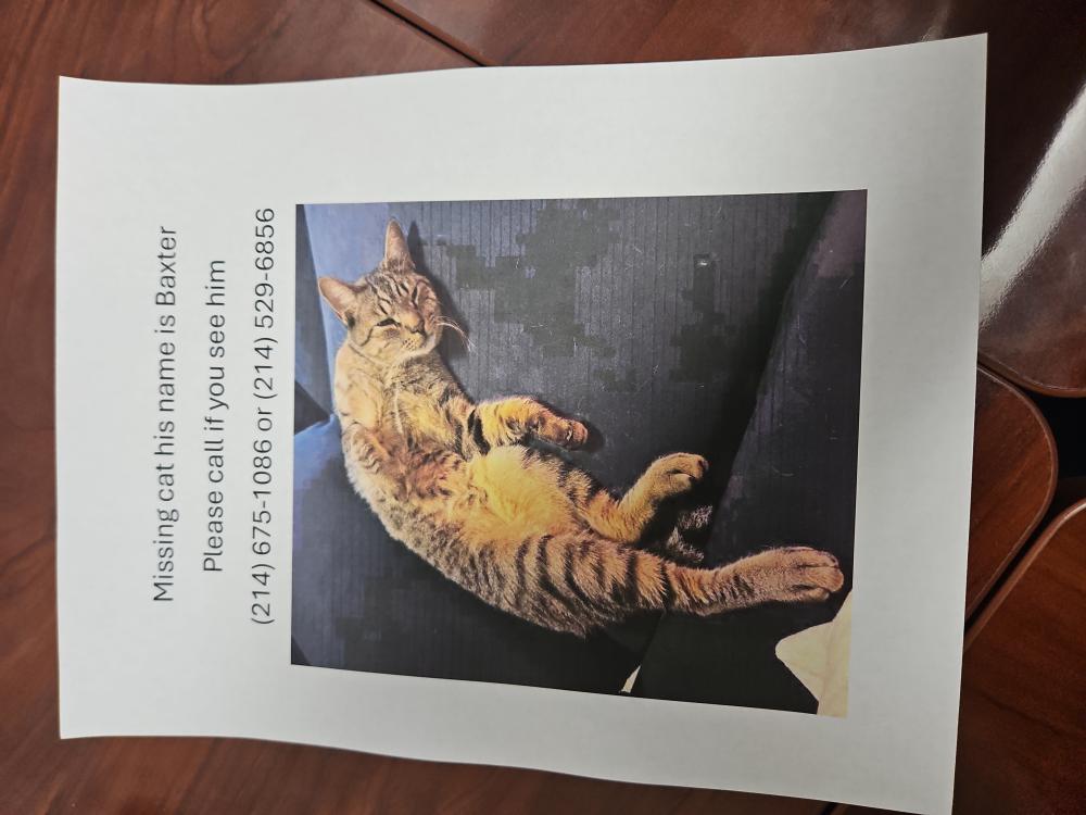 Image of Baxter, Lost Cat