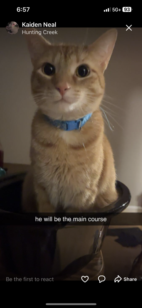 Image of Cheese, Lost Cat