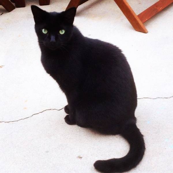 Image of Bagheera, Lost Cat