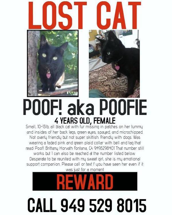 Image of Poof! aka Poofie, Lost Cat