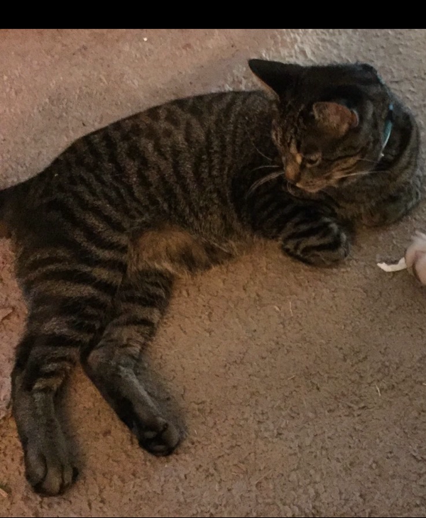 Image of Herschel, Lost Cat