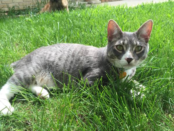 Image of Colfax, Lost Cat