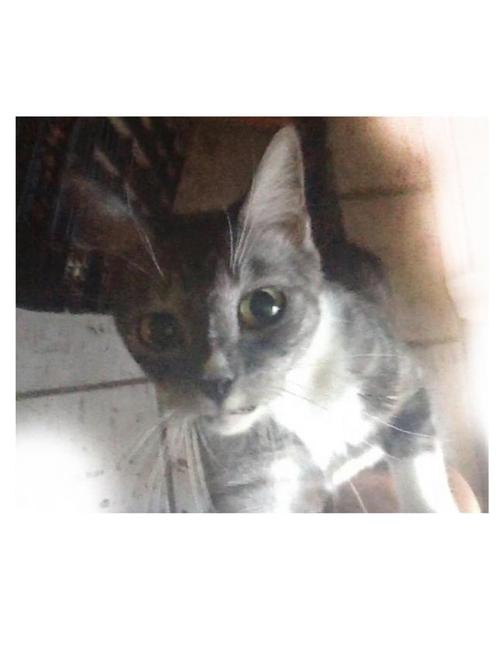 Image of Muja, Lost Cat