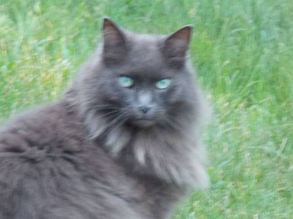 Image of Ashley, Lost Cat