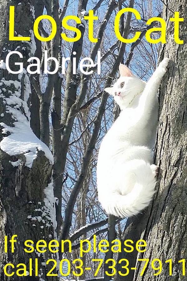 Image of Gabriel, Lost Cat
