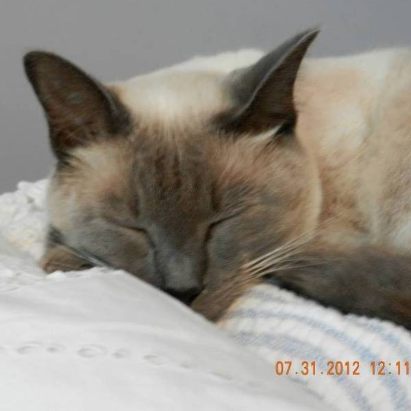 Image of Isabella, Lost Cat