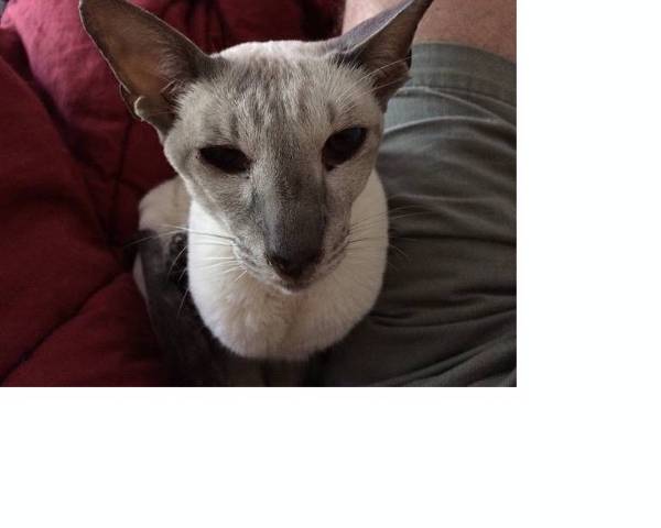 Image of Lily Blue, Lost Cat