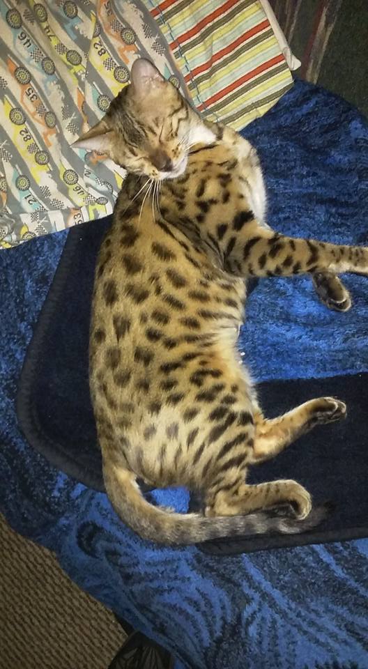 Image of cheetah, Lost Cat