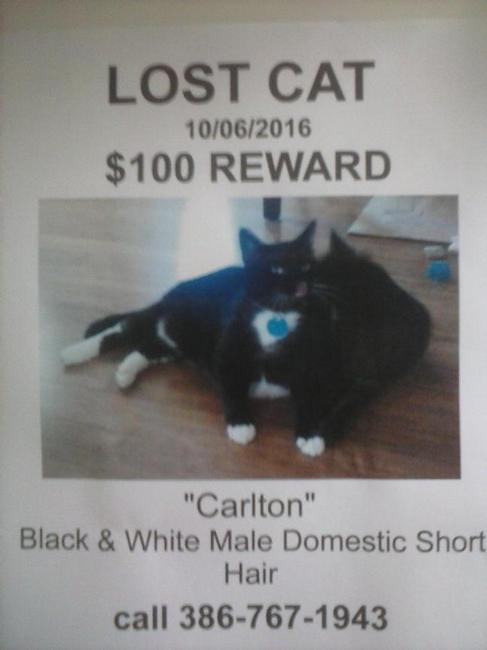 Image of CARLTON, Lost Cat