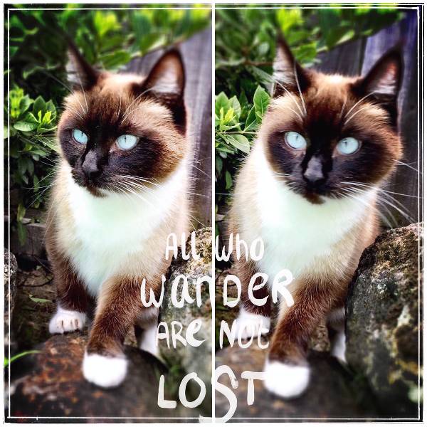 Image of Adele, Lost Cat