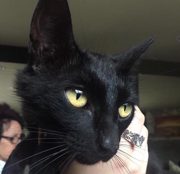 Image of Ashes, Lost Cat