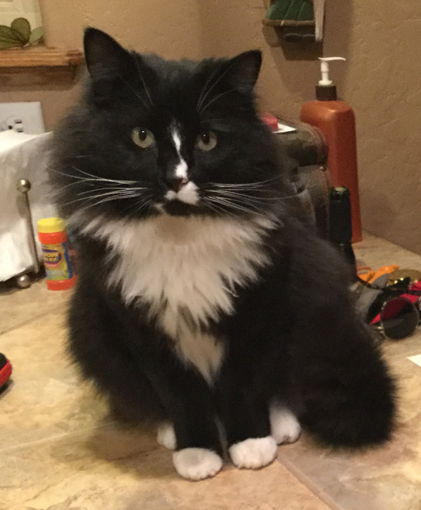 Image of Buddy, Lost Cat