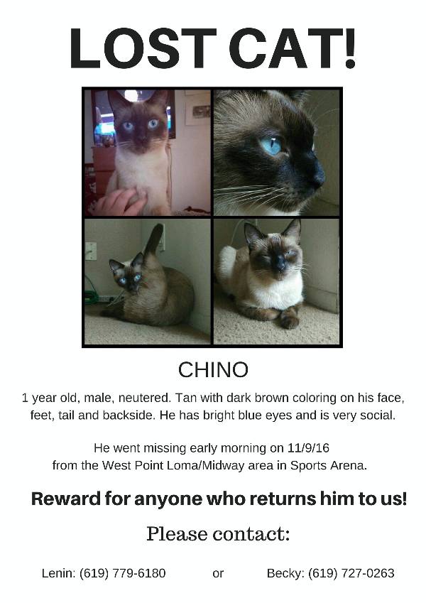 Image of Chino, Lost Cat