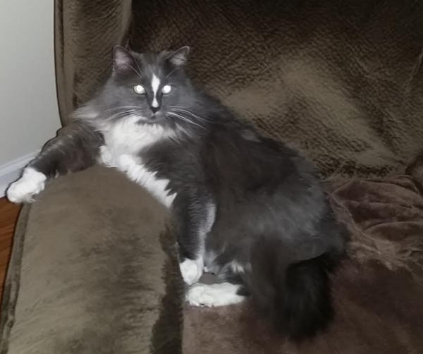 Image of Gandalf, Lost Cat