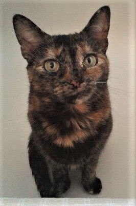Image of Aisha, Lost Cat