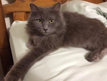 Image of Greyson, Lost Cat