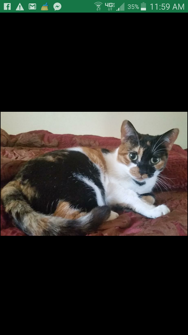 Image of Paprika, Lost Cat