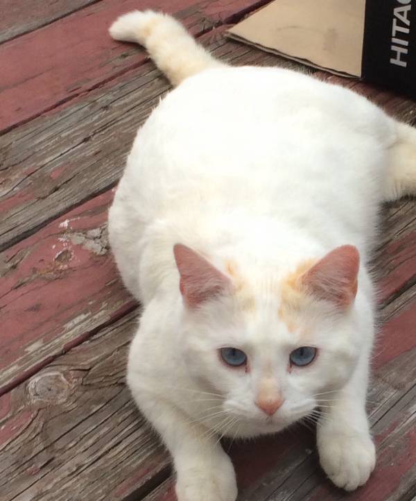 Image of Conner, Lost Cat