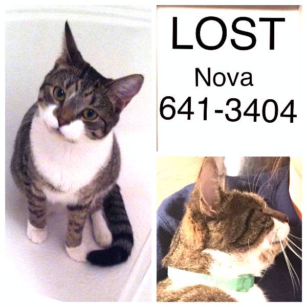 Image of Nova, Lost Cat