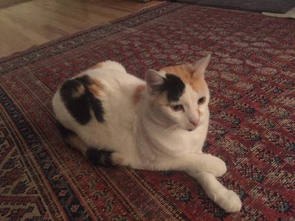 Image of Georgette, Lost Cat
