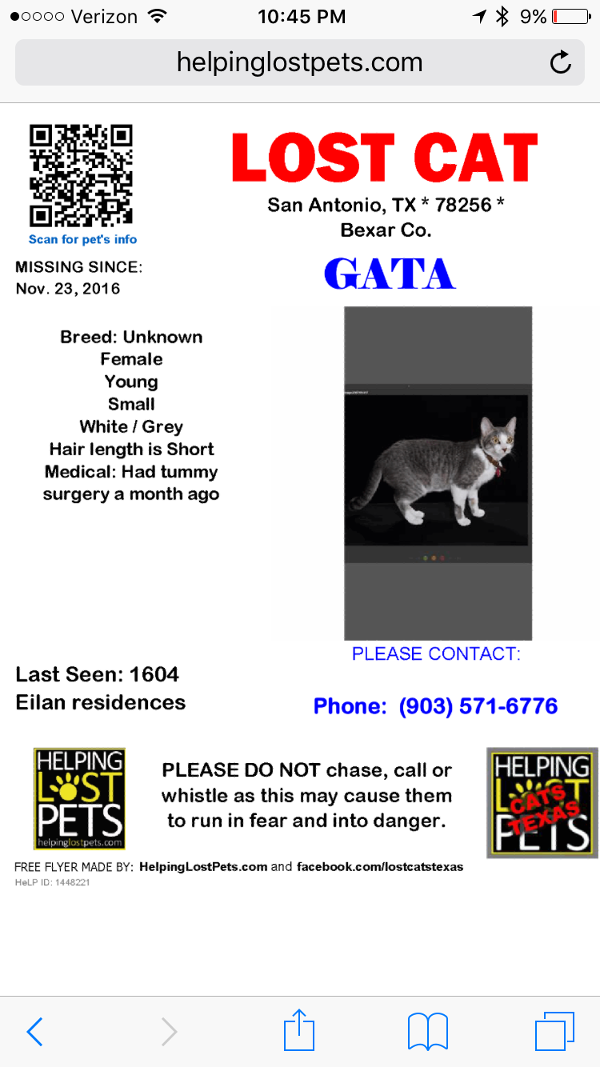 Image of Gata, Lost Cat