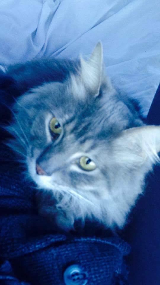 Image of Alvin, Lost Cat