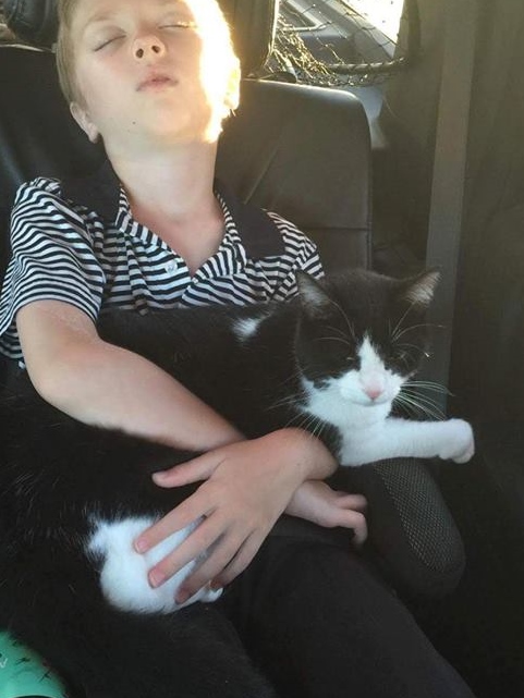 Image of Pick-up, Lost Cat