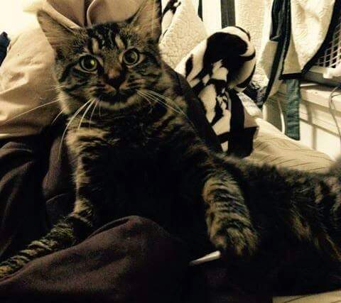 Image of Mia, Lost Cat