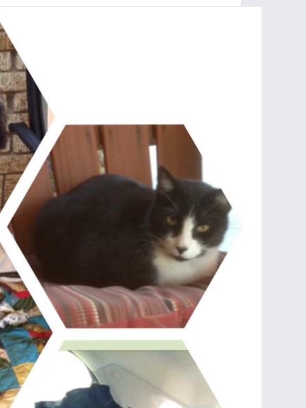 Image of Stubby, Lost Cat
