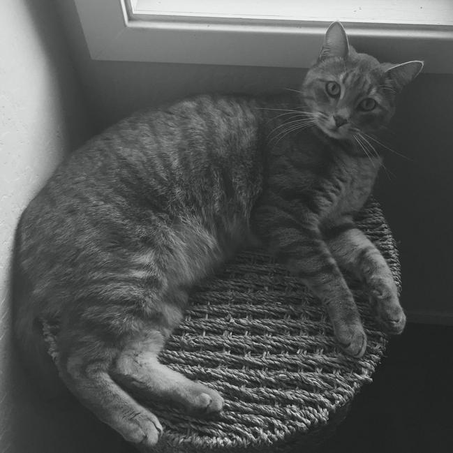 Image of Valentin, Lost Cat