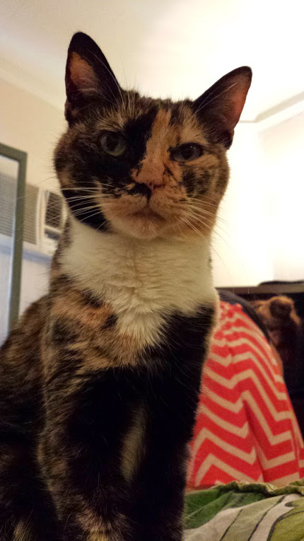 Image of Roxy, Lost Cat