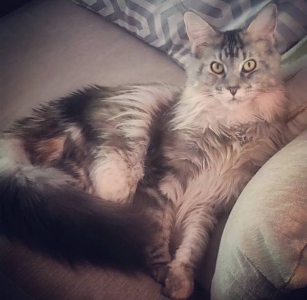Image of Emmy Rose, Lost Cat