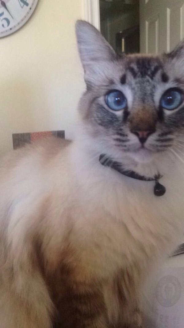 Image of Opie, Lost Cat