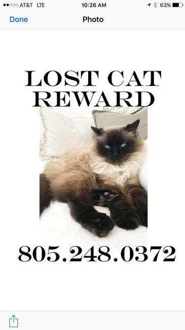 Image of Kitty Morales, Lost Cat