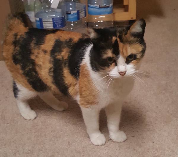 Image of Lil Miss, Lost Cat