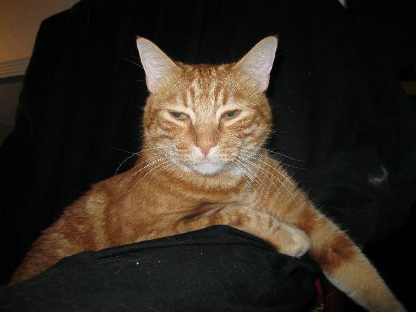 Image of Teddy, Lost Cat