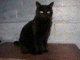 Image of Sabrina, Lost Cat