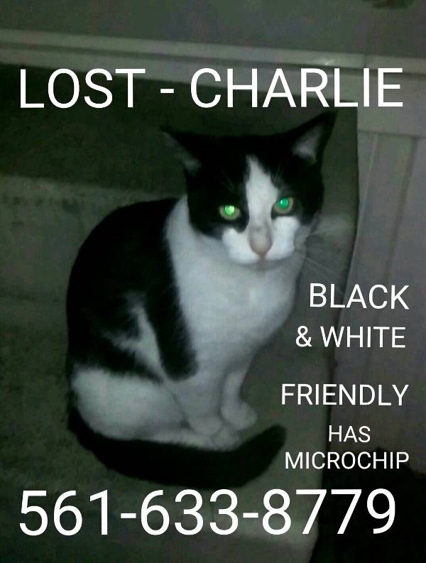 Image of Charlie, Lost Cat
