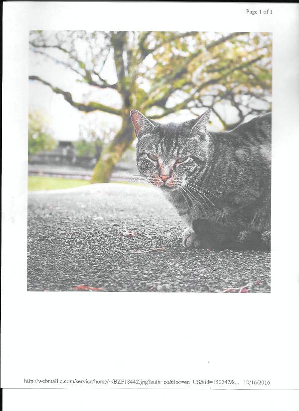 Image of Mikey, Lost Cat