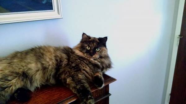 Image of Lilly, Lost Cat