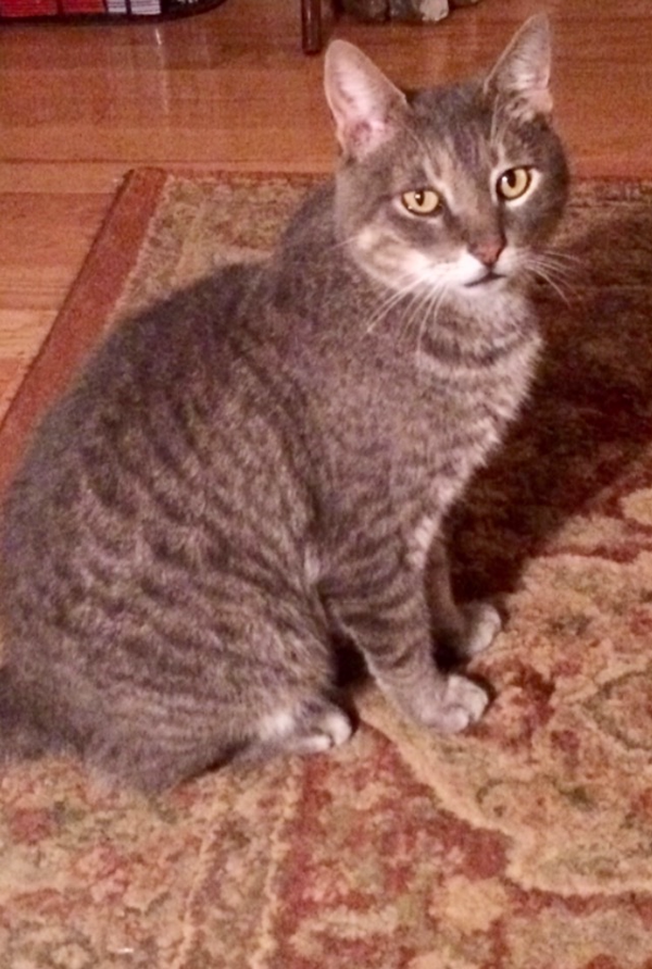 Image of Shim, Lost Cat