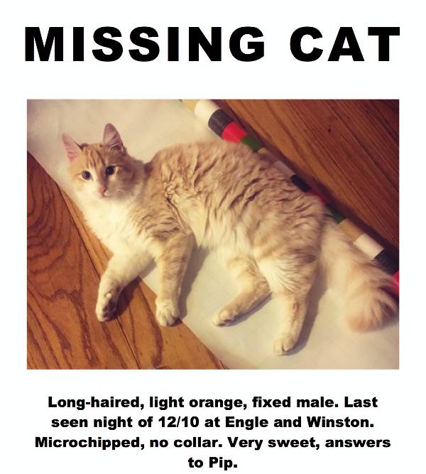 Image of Pip, Lost Cat