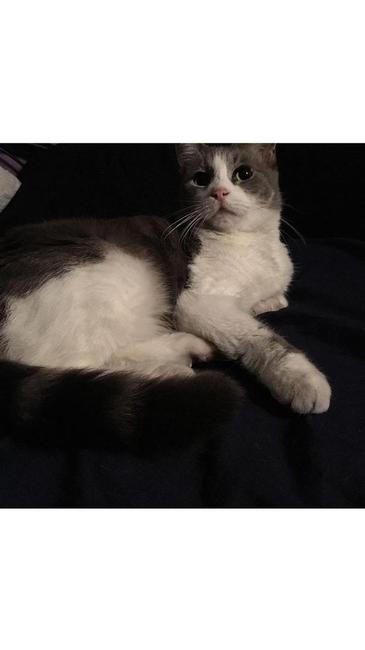 Image of Ms. Fluffy pants, Lost Cat