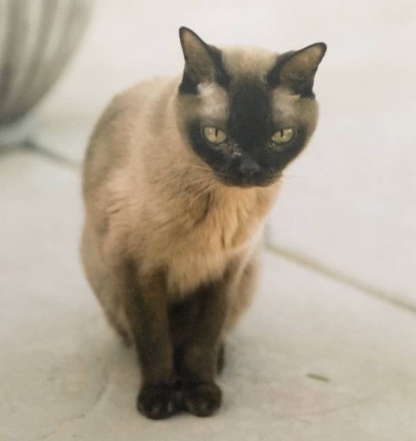 Image of Smarty, Lost Cat