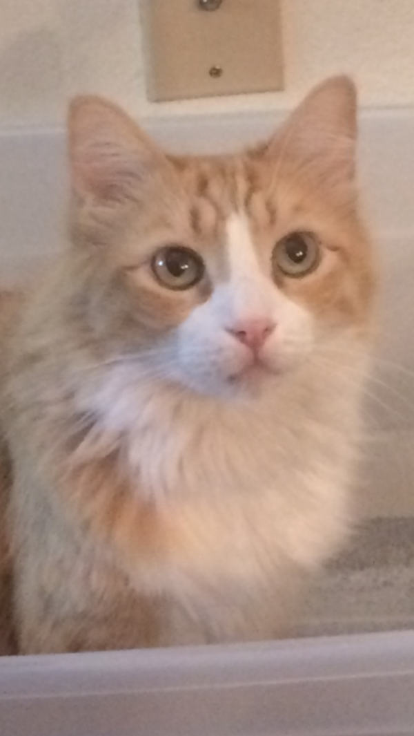 Image of Theo, Lost Cat