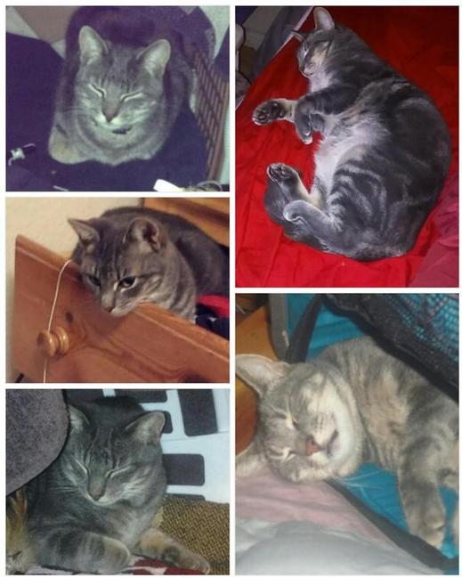 Image of Smokee, Lost Cat